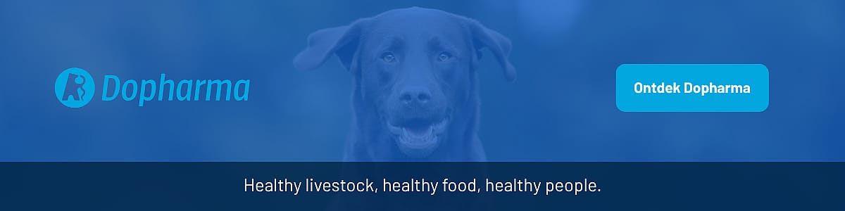 Hondje, Hond, Zoogdier, Huisdier, Labrador Retriever, Hond, Zoogdier, Huisdier, Labrador Retriever